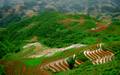 Terraced Fields